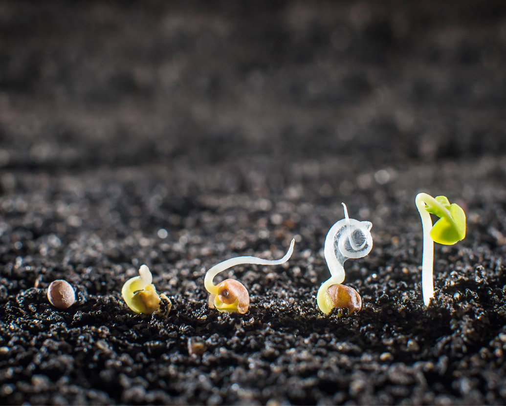 Autonomous germination rate and vitality measurements